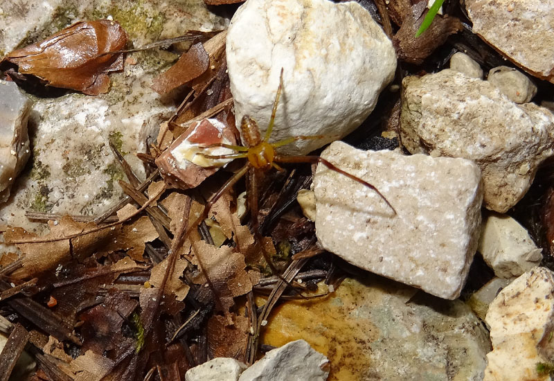 Diaea dorsata, maschio - Trambileno (TN)